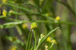 Low spearwort